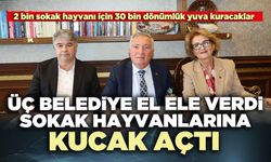 Üç belediye el ele verdi sokak hayvanlarına kucak açtı