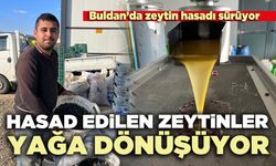 Hasad edilen zeytinler yağa dönüşüyor