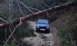 Fırtınadan devrilen ağaçlar yolu ulaşıma kapattı