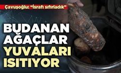 Budanan ağaçlar yuvaları ısıtıyor