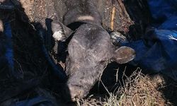 Foseptik çukuruna düşen ineği itfaiye kurtardı