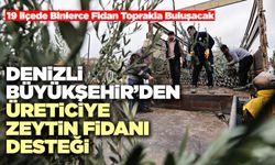 Denizli Büyükşehir’den Üreticiye Zeytin Fidanı Desteği