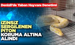 İzinsiz Sergilenen Piton Koruma Altına Alındı