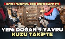 Yeni doğan 9 yavru kuzu takipte