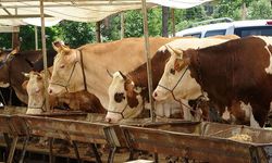 Buldan'da şap karantinası kaldırıldı