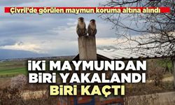İki maymundan biri kaçtı biri yakalandı