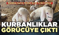 Kurbanlıklar görücüye çıktı