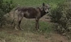 Buldan’da Kurt Yine Görüldü