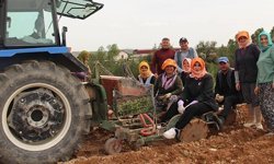 Poşusunu takan Çal Kaymakam’ı üreticilerle birlikte kekik dikti