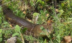 Denizli’de “Demir Yılan” Görüldü