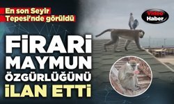 Firari maymun özgürlüğünü ilan etti