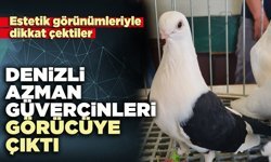 Denizli Azman Güvercinleri görücüye çıktı