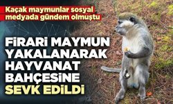 Firari maymun yakalanarak hayvanat bahçesine sevk edildi