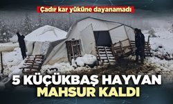 5 Küçükbaş hayvan mahsur kaldı