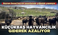 Küçükbaş hayvancılık giderek azalıyor