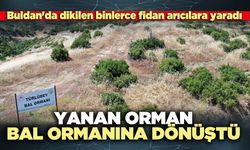 Buldan'da dikilen binlerce fidan arıcılara yaradı