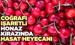 Coğrafi İşaretli Honaz Kirazında Hasat Heyecanı