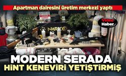 Modern serada Hint keneviri yetiştirmiş