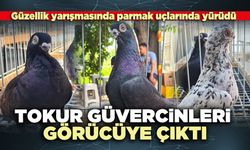 Denizli’de Tokur Güvercinleri görücüye çıktı