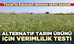 Tavas'ta alternatif tarım ürünü için verimlilik testi