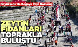 Zeytin Fidanları Toprakla Buluştu