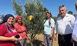 Buldan’da zeytin sineğine karşı fenomen tuzak dağıtıldı