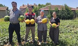 Acıpayam kavununda ilk hasat yapıldı