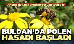 Buldan’da polen hasadı başladı