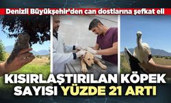 Kısırlaştırılan köpek sayısı yüzde 21 artı