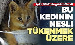 Bu kedinin nesli tükenmek üzere
