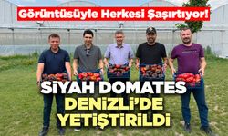 Siyah Domates Denizli’de Yetiştirildi