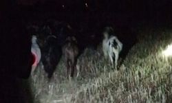 Dere yatağında kaybolan keçileri jandarma buldu