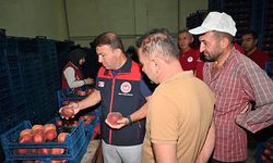 İl Tarım Müdürü Zayim, şeftali tesisini inceledi