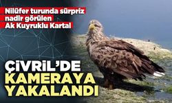 Ak Kuyruklu Kartal Çivril’de kameraya yakalandı