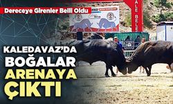 Kaledavaz’da boğalar arenaya çıktı