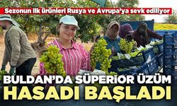Buldan’da süperior üzüm hasadı başladı