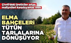 Elma bahçeleri tütün tarlalarına dönüşüyor