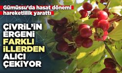 Çivril’in “ergeni” farklı illerden alıcı çekiyor