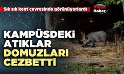 PAÜ kampüsündeki atıklar domuzları cezbetti