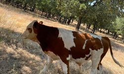 Kaybolan iki buzağı mahalle halkı buldu