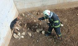 Kuru havuzda mahsur kalan köpek kurtarıldı