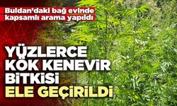 Yüzlerce kök kenevir bitkisi ele geçirildi