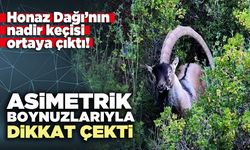 Honaz Dağı’nın nadir keçisi asimetrik boynuzlarıyla dikkat çekti