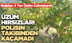Üzüm Hırsızları Polisin Takibinden Kaçamadı