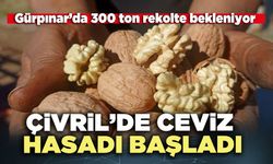 Çivril’de ceviz hasadı başladı