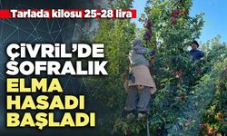 Çivril’de sofralık elma hasadı başladı