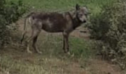 Buldan’da Kurt Yine Görüldü