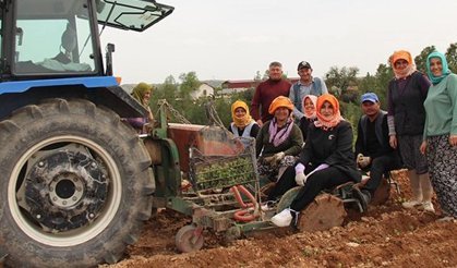 Poşusunu takan Çal Kaymakam’ı üreticilerle birlikte kekik dikti