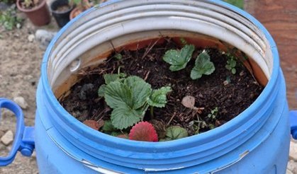 Buldanlı üreticiler atık malzemeleri tarımda değerlendiriyor