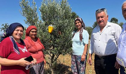 Buldan’da zeytin sineğine karşı fenomen tuzak dağıtıldı